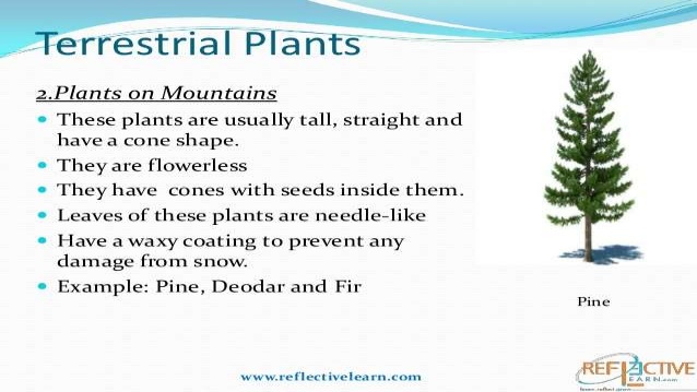 terrestrial plants example